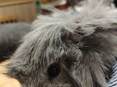 -藦茜花园宠物主题亲子互动体验馆(国顺东路店)