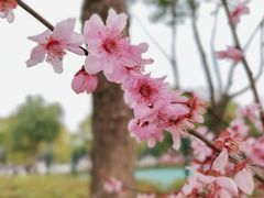 -东湖磨山景区