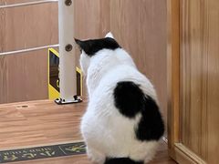 -MOCHA明星猫咖(田子坊店)