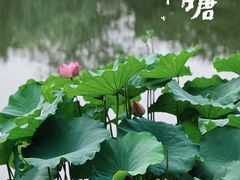 -陈家山荷花公园