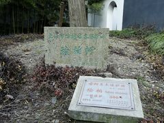 礼拜大殿北侧桧柏的古树名木保护牌-松江清真寺