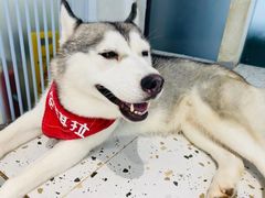 -Husky Go!哈士奇体验馆·宠物咖啡厅狗咖