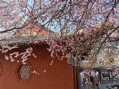 -桃花堤公园