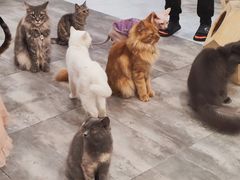 -楼上猫咖(罗湖店)