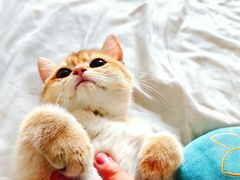 -lincat·猫舍(广州店)