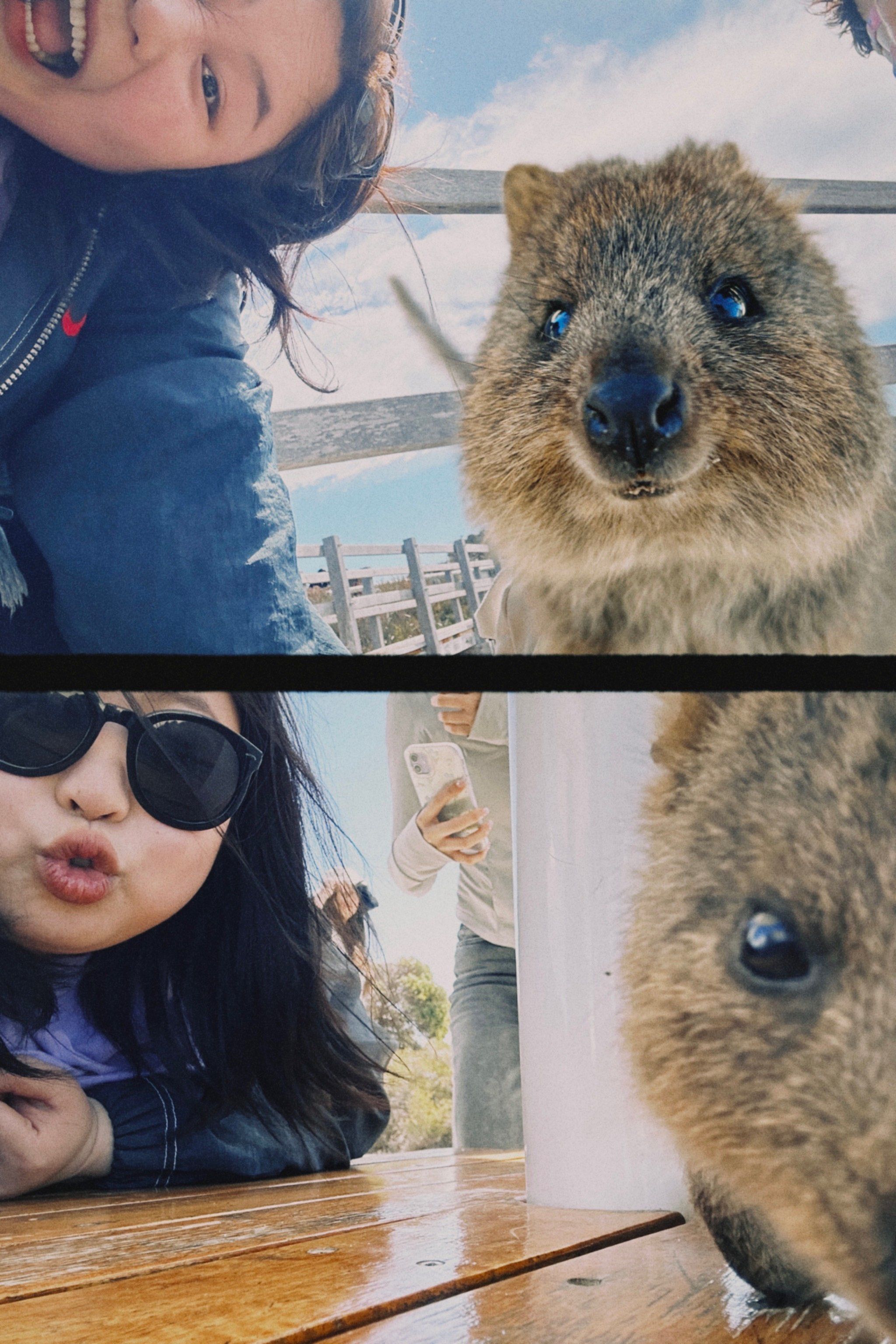 澳洲最小袋鼠06会笑的袋鼠