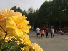 -裕华世纪公园