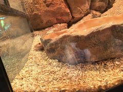 -帕帕拉兹宠物(亚洲旗舰店)