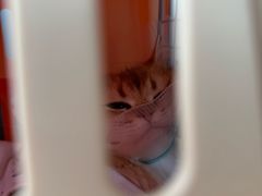 -伟伟宠物医院·瑞派猫友好医院·猫科(光谷店)