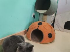 -猫在这儿猫咪咖啡馆·撸猫馆