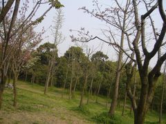 -新江湾城公园