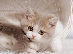 -阿毛方糕(七宝镇步行街店)