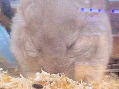 -青石桥花鸟鱼虫市场(叠翠城店)