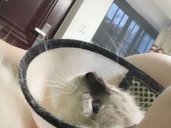 -Bastet sally猫舍购宠(静安店)