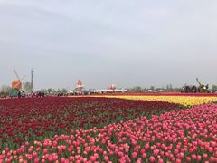 -荷兰花海
