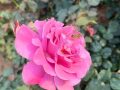 -人民公园(罗湖区)