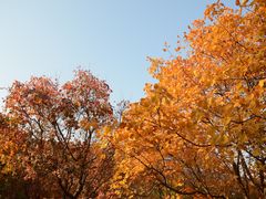 -北京西山国家森林公园