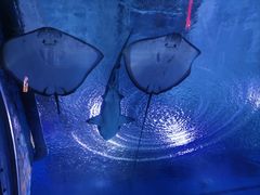 -海合安武汉极地海洋公园