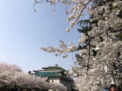 -武汉大学-樱园