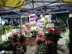 -中环花鸟鱼虫市场