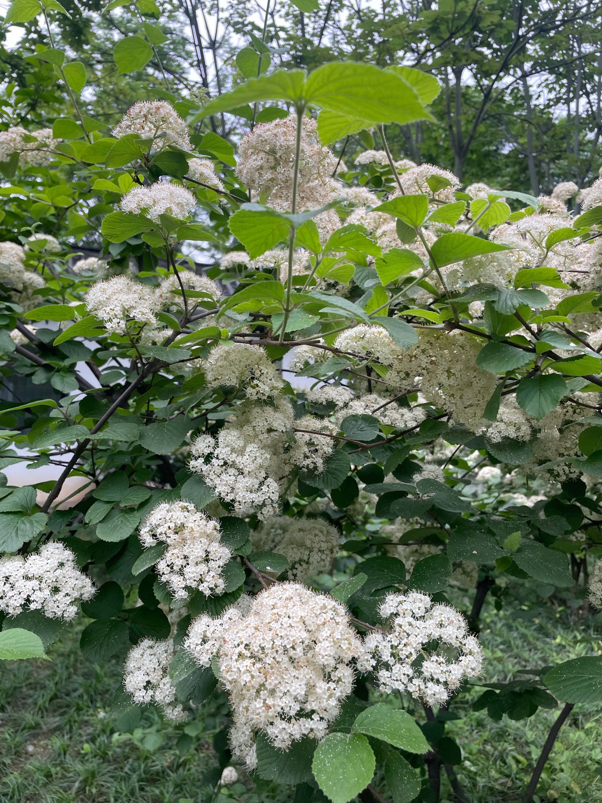 长得像蕾丝的花