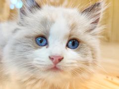 -屋虎猫馆(宝安大仟里店)