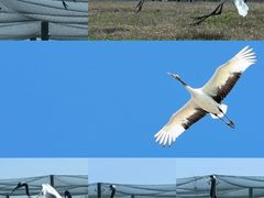 -盐城丹顶鹤湿地生态旅游区