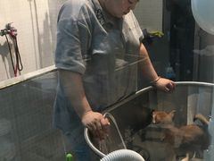 -PETKIT 小佩宠物·低压洗护·美容·寄养(安远店)