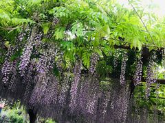-嘉定紫藤园