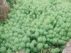 -杭州植物园