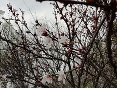 -新江湾城公园