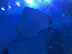 -哈尔滨波塞冬海底世界