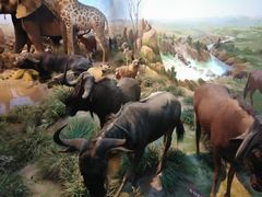 -陕西自然博物馆