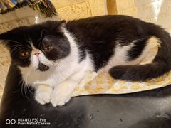 -平行世界·猫咖(首经贸店)