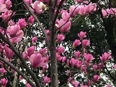 -重庆市江北嘴中央商务区中央公园