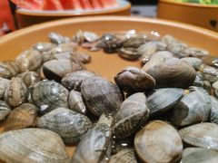 扇贝花蛤-龍歌自助小火锅(崂山丽达店)