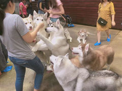 -TrueLove @ Neverland (Husky Cafe)