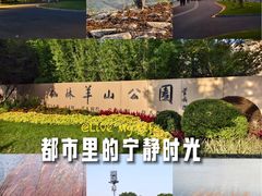 -羊山湖公园