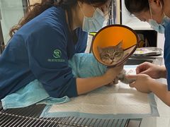 -瑞派紫金宠物医院24小时·骨科·中兽医·重症转诊中心(番禺大石院)