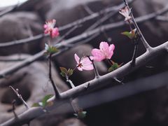 -八大山人梅湖景区