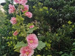 -沙龙酒家