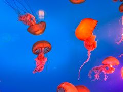 -太平洋海底世界