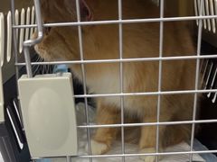-爱洗澡的猫(天河路店)
