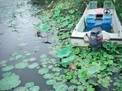 -合肥滨湖国家森林公园