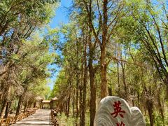 -金塔沙漠胡杨林景区