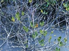 -东寨港红树林旅游区