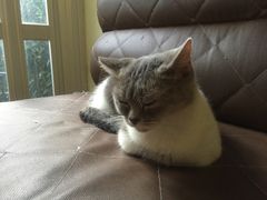 猫-猫色咖啡·猫咖