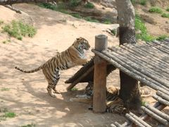 -西霞口神雕山野生动物世界