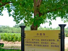 -龙谕酒庄
