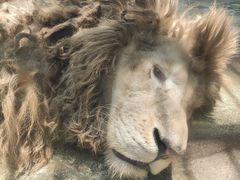 -贵州森林野生动物园